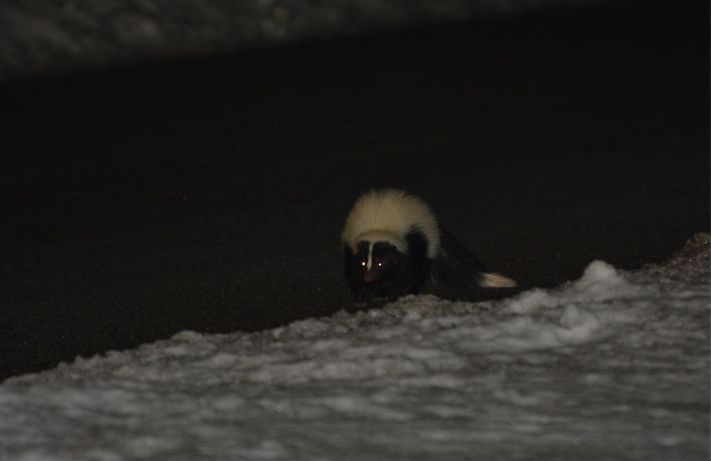 walking a dog came by. -Stephen Kovari The striped skunk is the only species of skunk found in Poughkeepsie. They are quite common on Vassar's campus.