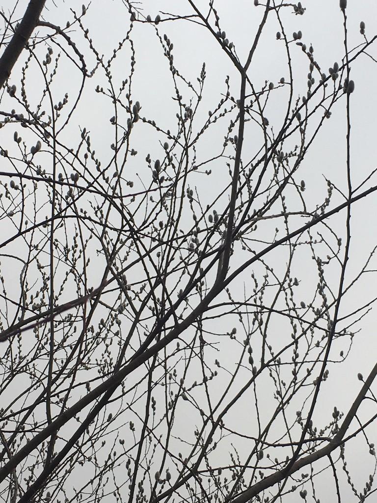 2/22/2017-4:45 PM- I just spotted a bald eagle on Vassar Lake! - David Jemiolo 2/22/2017- Red maple # 3 on our phenology trail is just beginning to flower.