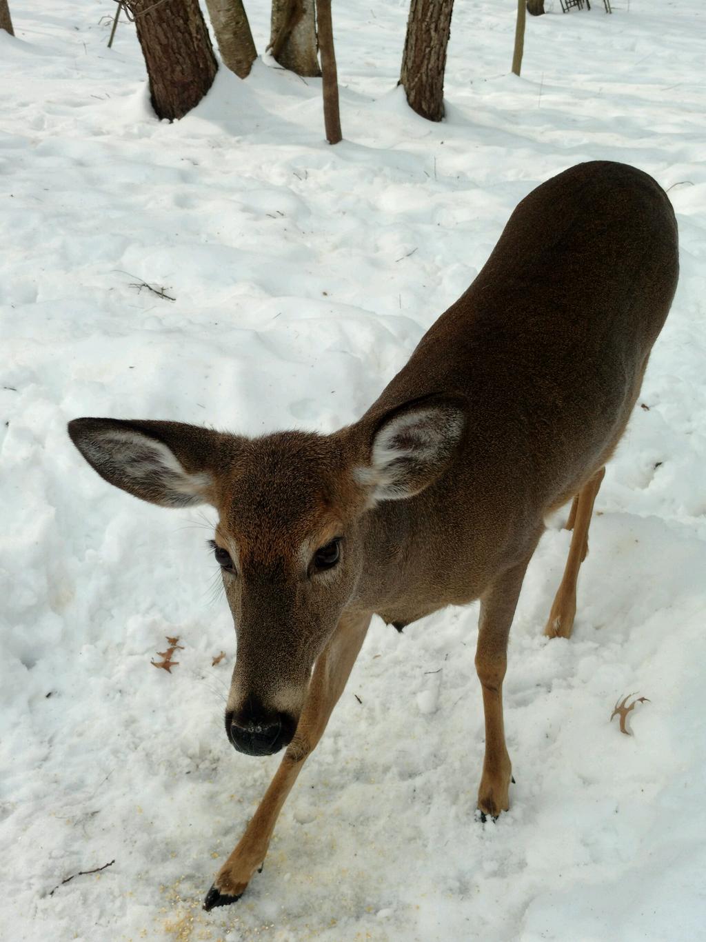 Photo by Marianne Begemann White-tailed deer.