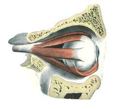 How the lens changes shape The muscles in our eye can contract which takes tension off the lens (the lens can expand and become thicker).