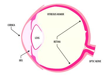 How Light Enters the Eye Behind the pupil is a flexible convex lens.