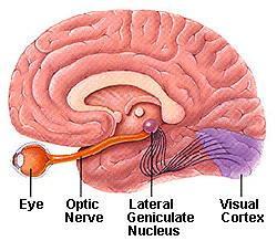 How Light Enters the Eye There are special cells in the retina Some are light-sensitive and detect the image Some convert