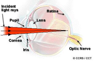 Focusing Light Light rays begin to be focused when they enter the cornea.