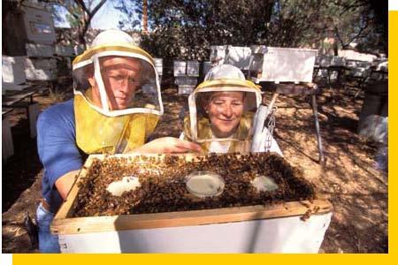 Animal Health) for controlling American foulbrood disease in honey