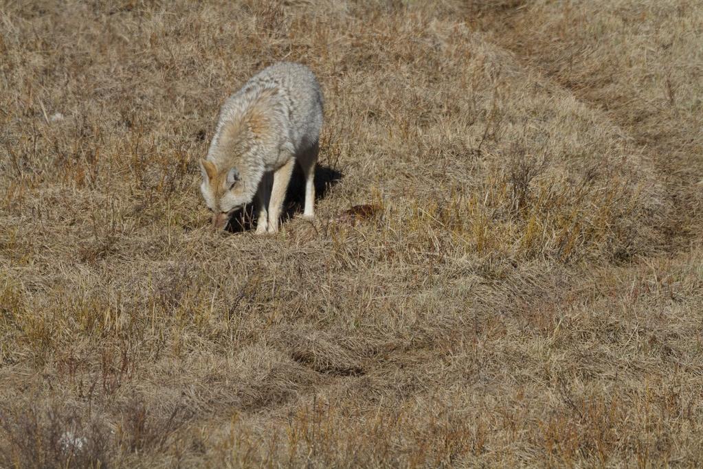 Compare the low angle above to this coyote viewed from a much higher angle. You don t feel like a part of his world, and there is nothing to help separate the subject and background.
