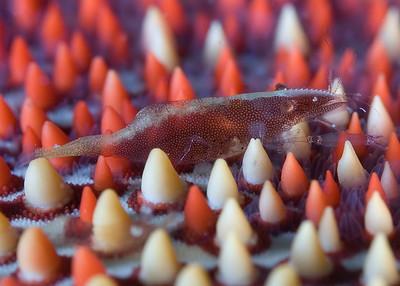 Pillow starfish shrimp, Maui. 60mm lens.