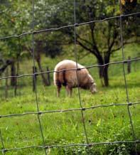 Suitable for forestry, but also for lambs, small livestock, temporary & pipeline fencing. Coating 2Life lasts two times longer than heavily galvanised wire BS EN 10244-2 Class A.