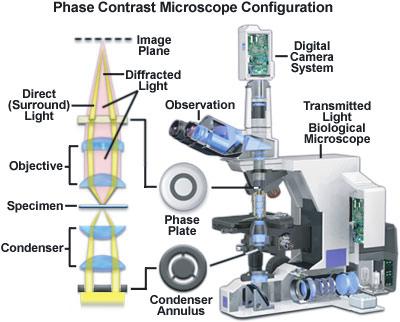 1.2.2 Phase Contrast A microscope in phase contrast mode detects slight differences in the light s phase induced by the sample.