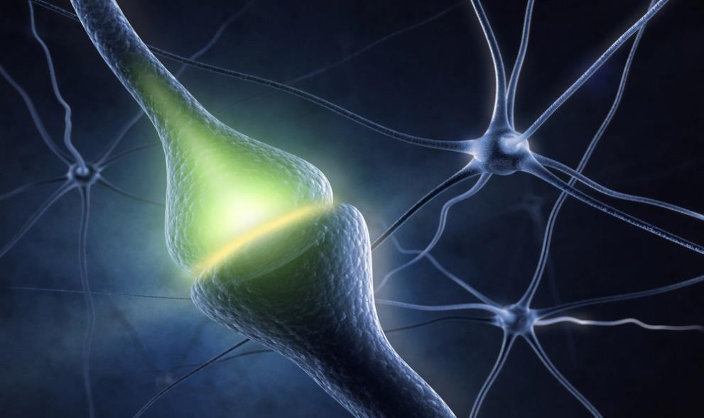 Neurons Network Neurons in brain are connected to