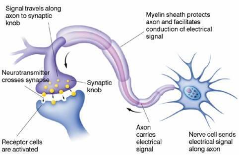 Neurons Neurons gather and transmit electrochemical signals.