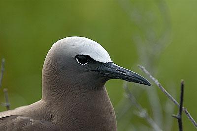 Brown Noddy Bush Key, Dry Tortugas National Park I loved the contrast of the Brown Noddy s face so I tried to capture a tight portrait.