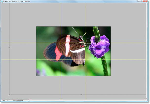 inside my photo and drag the butterfly into position.