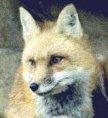 What is Fox Hunting? How does it Work? What s needed to participate?