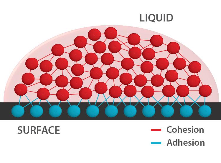 How the Forces of Cohesion & Adhesion Effect Wetting Out When you observe a liquid beading up on a surface you are witnessing the forces of cohesion