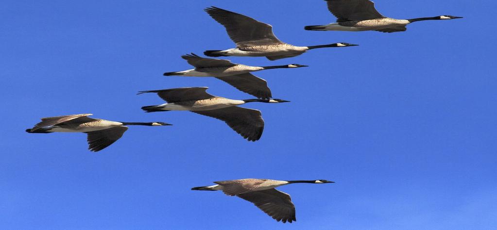 The Atlantic Flyway is made up of two UNGAVA HUDSON populations: the BAY Maritime BAY Population Maritime Population