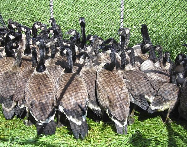 Banding does not hurt the birds and is an easy way to get important statistics on our goose population.