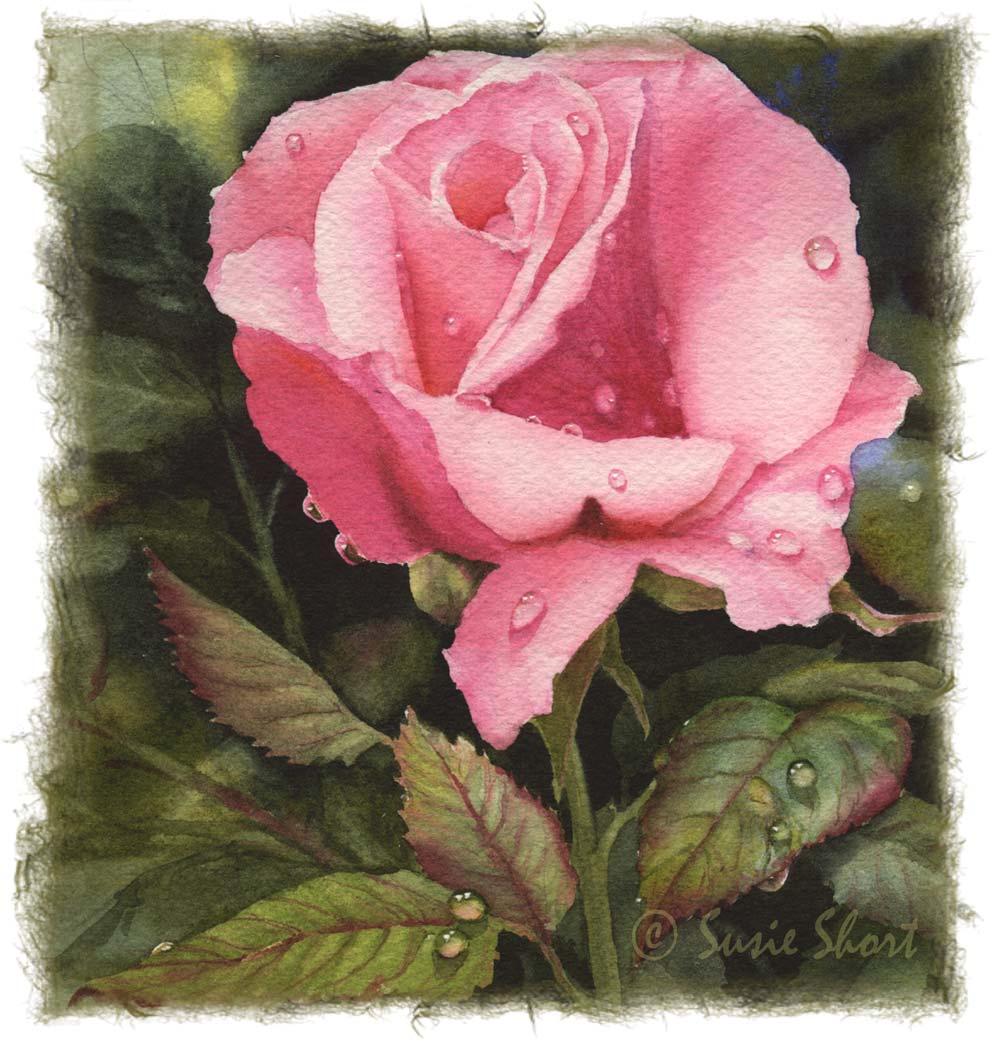 Painting Raindrops on Roses A Watercolor Lesson by Susie Short Supplies and materials needed for this lesson: 8 x10 Arches 140# CP Watercolor Paper, Professional Grade Watercolor Tube Paint (I use