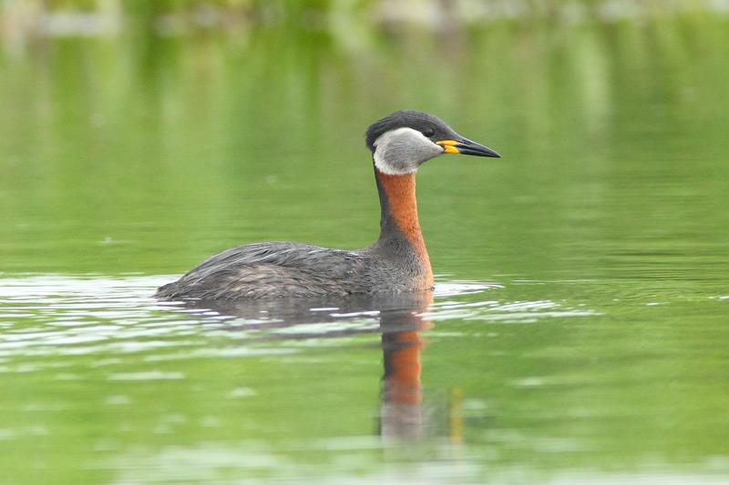 RED- NECKED GREBE