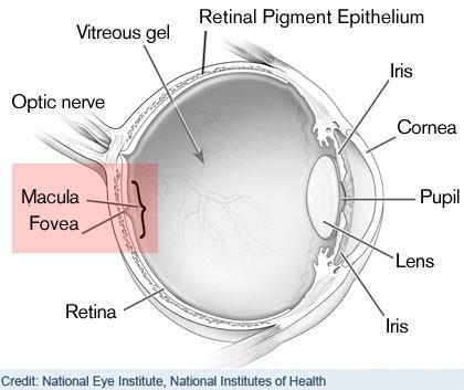 Parts of the Retina Macula- Cone cells are concentrated here Optic disk-