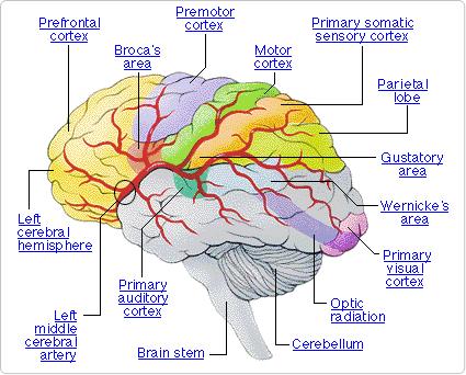 The Human Brain and Senses: Brain Perception What we perceive is limited by the range of that our sensory organs can gather and transform into information that travels to the brain.