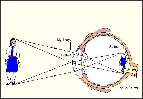 How Eyes Operate Eyes collect light from the environment and focus that light on a light-sensitive structure inside the eye.