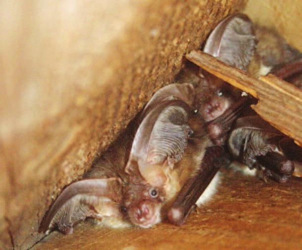 Bats and the law An overview for planning, building a Which legislation applies to bats and their roosts?