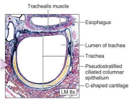This structure can be seen when the bronchoscope is getting to the end of the trachea.