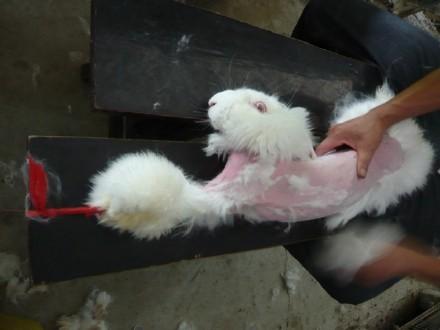 Ex 22) PETA Asia Headquarters After binding both the front and hind legs of Angora Rabbits, they pluck Ta s fur out one by one to make sweaters.[[this treatment of animals is WRONG!