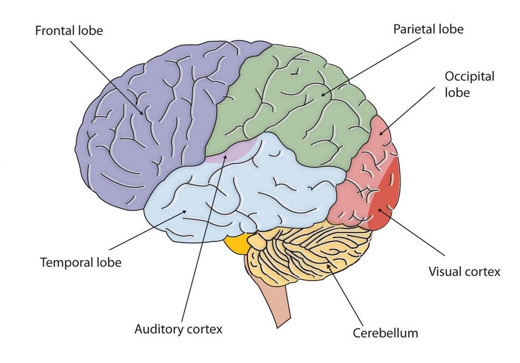 Major parts 54 Occipital lobe: visual perception system E.g.