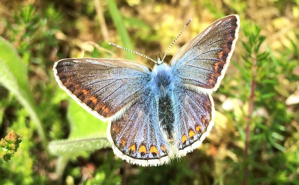 We had great views of Small Pearl-bordered Fritillary, Common Blue, Red Admiral and