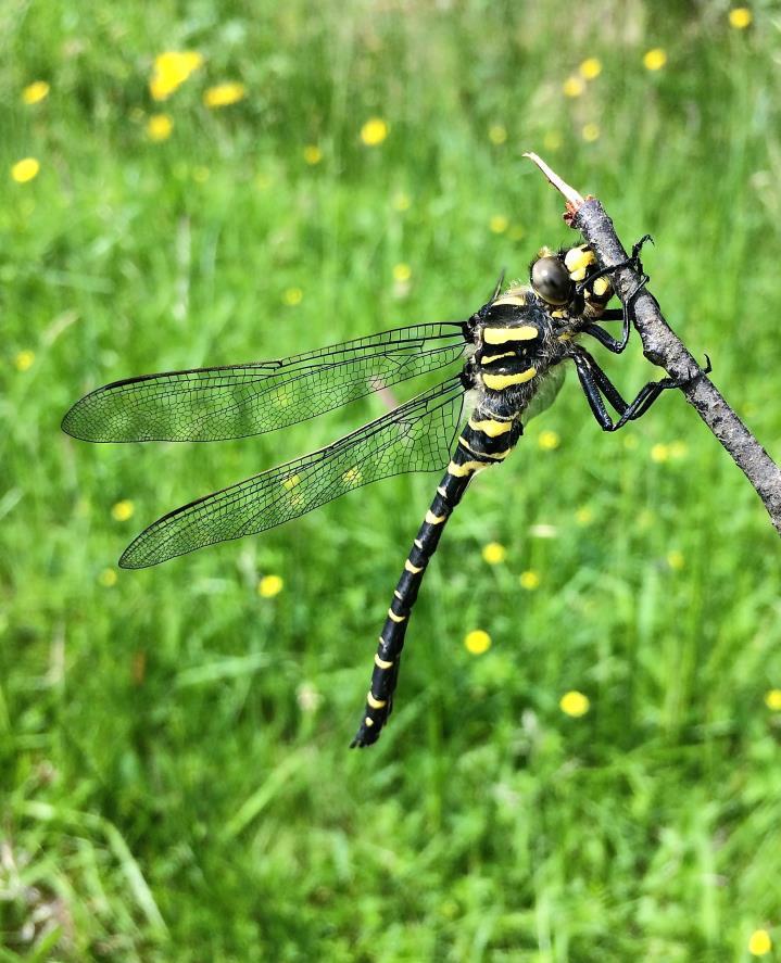 Golden-ringed Dragonfly and a female Beautiful Demoiselle.