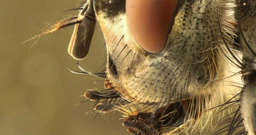 Insects Head