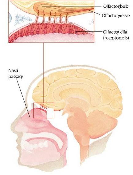 the brain 7  Skin senses Human Senses Olfactory receptors in nasal passage sensitive to chemicals in air.