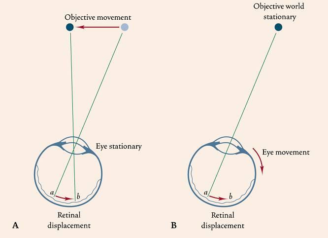 Eye Movements versus Tracking Brain corrects the interpretation of the image on