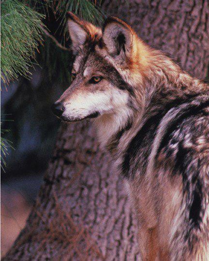 SAVE THE LOBOS! Rlly nd testify t public hering to sve the lobo from extinction, October 4th in Albuquerque!