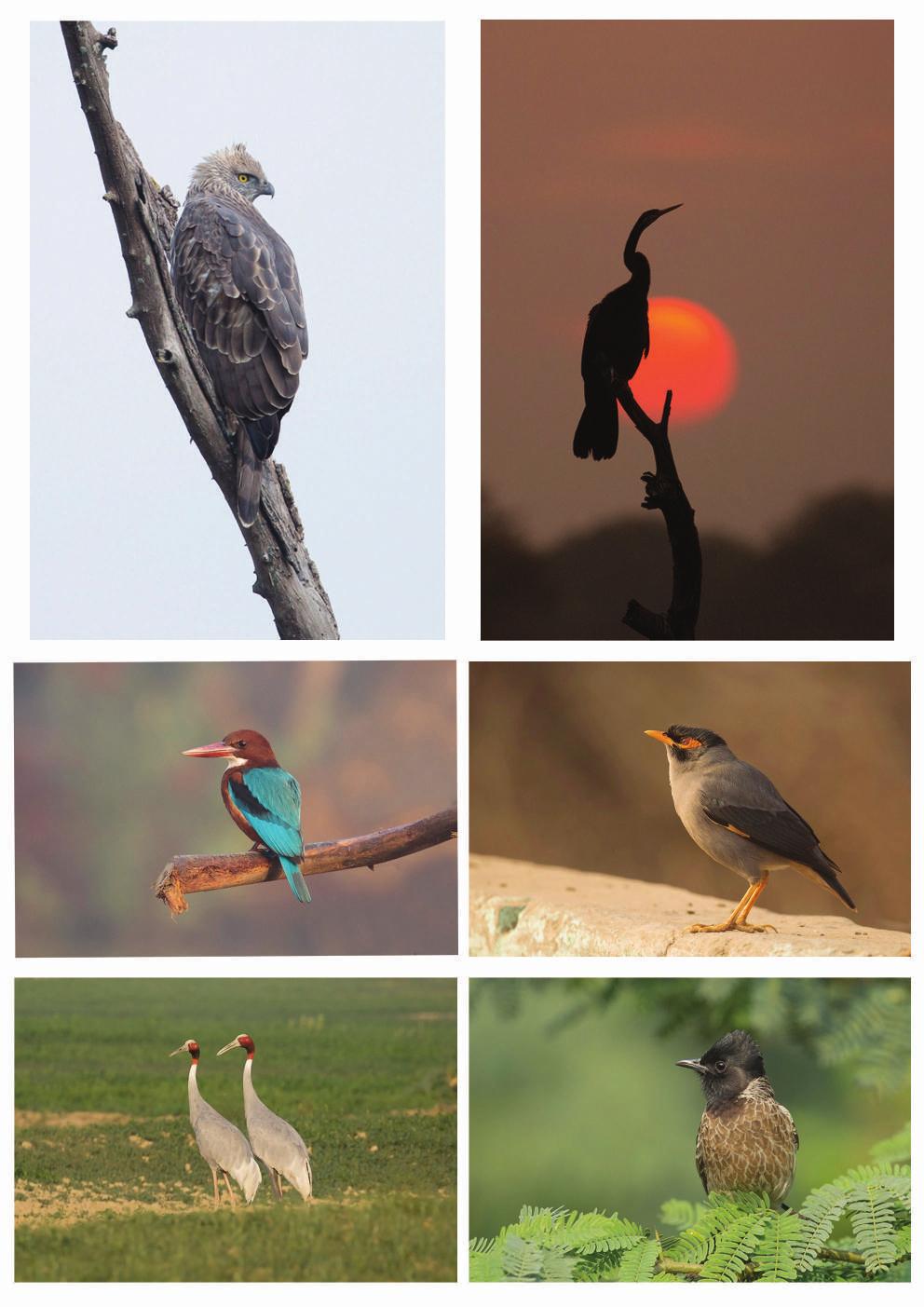 Bharatpur images Changeable hawk-eagle, Indian Darter,