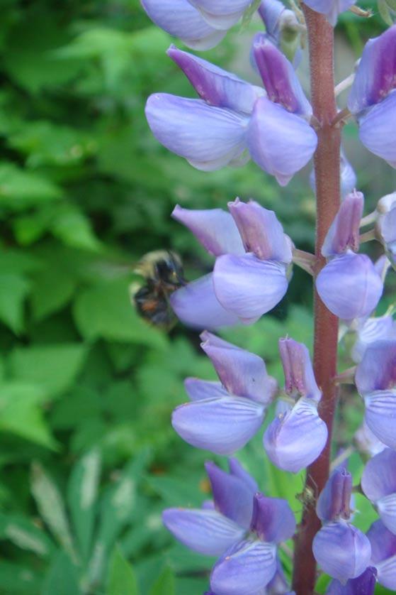 The bumblebees are very active - enjoying the blooms on our native plants, such as snowberry, lupine and oceanspray.