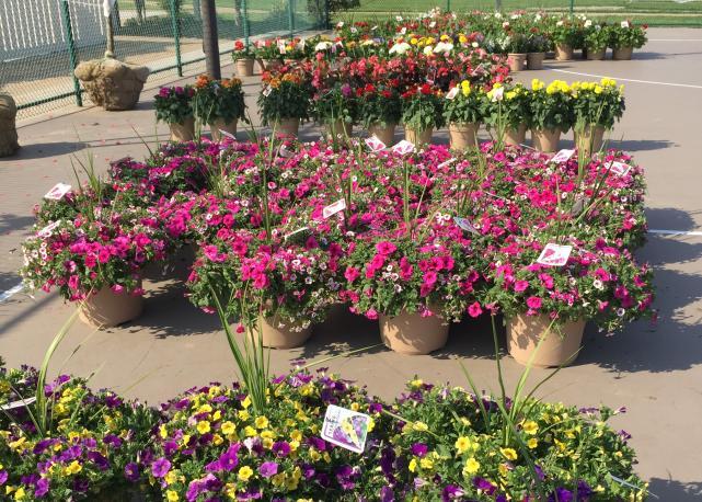 The Sea Isle City Garden Club hosted their annual Flower Sale on May 20-21 at Dealy
