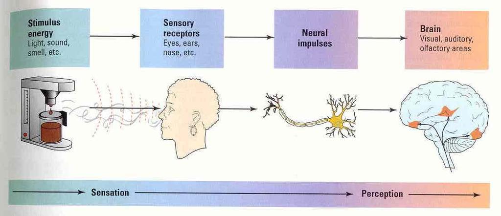 Sensation and Perception Review Sensation Transduction: Outside stimuli to neuronal impulses.