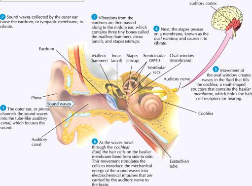 Theories of Pitch Perception Place Theory: pitch perception is linked to the particular spot on the cochlea s basilar membrane that