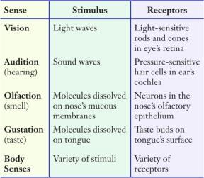 Processing: five senses (vision, audition, etc.) have special receptors (e.g., eye s rods & cones), which detect & transmit sensory information Understanding Three Forms of Processing: 1.