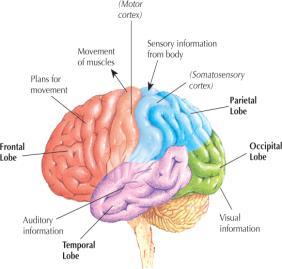 Understanding Sensation: Processing Neural impulses from sensory receptors in our eyes, ears, skin, & other sensory organs