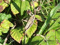 DRAGONFLIES Migrant Hawker Common Darter OTHER INSECTS Grey Bush-cricket, Bryher Prickly Stick-Insect, Bryher Grey Bush Cricket: