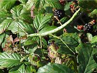 Prickly Stick Insect: Nine were found on a bramble bush on Bryher. This is a new site on Scilly for this alien colonist.