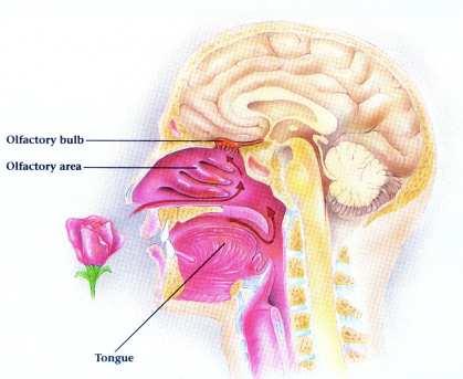 Smell (Olfaction) Olfactory bulb. The center where odor-sensitive receptors send their signals in the brain.