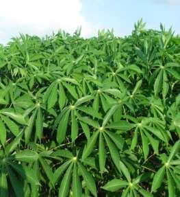 EVALUATING THE PERFORMANCE OF THE PLAN OF E5 RON 92 IN VIETNAM About the material Cassava Cassava is grown from north to south of VietNam with planting area of about