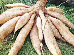 The VietNam Ministry of Agriculture and Rural Development has developed and approved a detailed plan for cassava planting areas nationwide, accounting the needs for