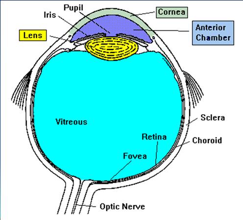 The Eye Transduction Process to translate