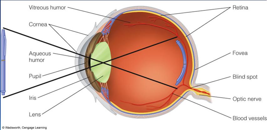 the brain Blindspot demonstration Vision