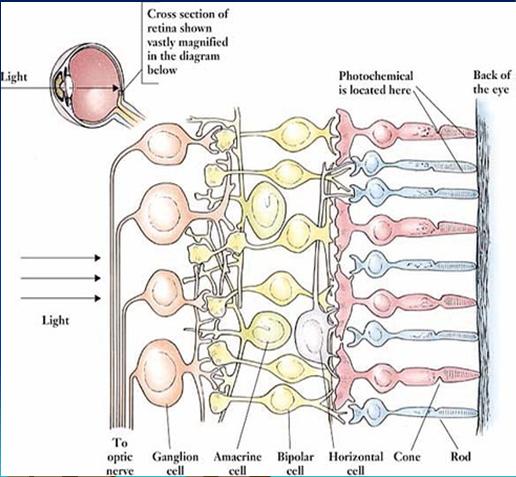 Photoreceptors Rods Concentrated in periphery of retina
